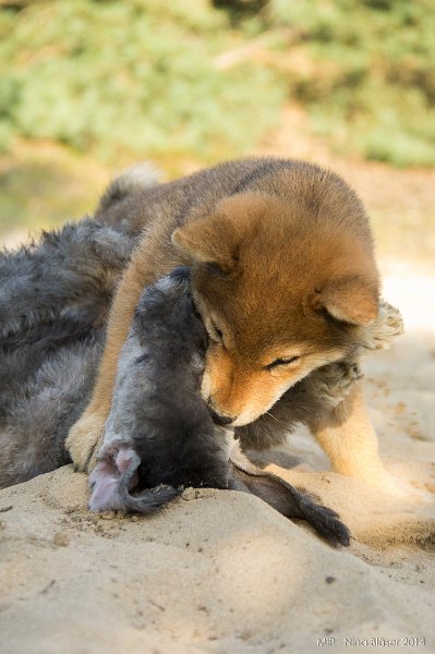 2014-07-17 Cherry & Friends-8285.jpg